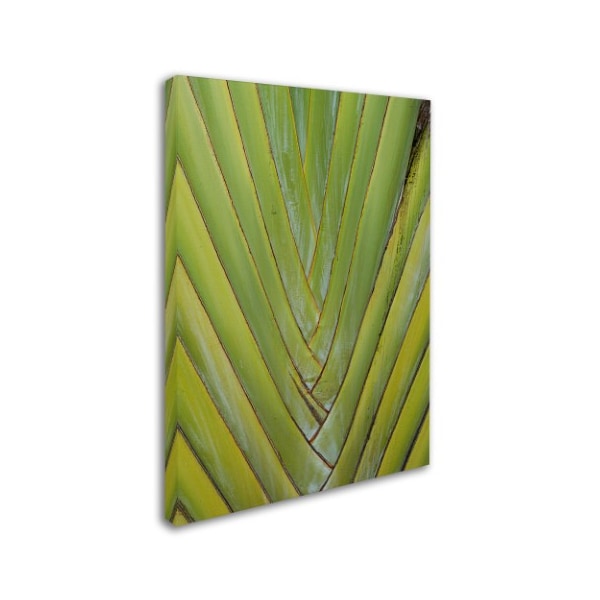 Patty Tuggle 'Palm 4' Canvas Art,14x19